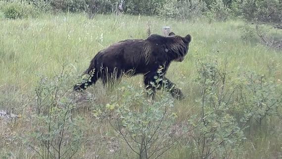 У лісах Чернігівщини сфотографували ведмедя