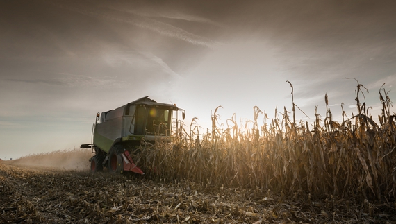 Чернігівські аграрії з 1 листопада збирають кукурудзу