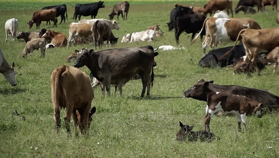 Як 500 корів пережили окупацію? Про відновлення роботи фермерського господарства на Чернігівщині