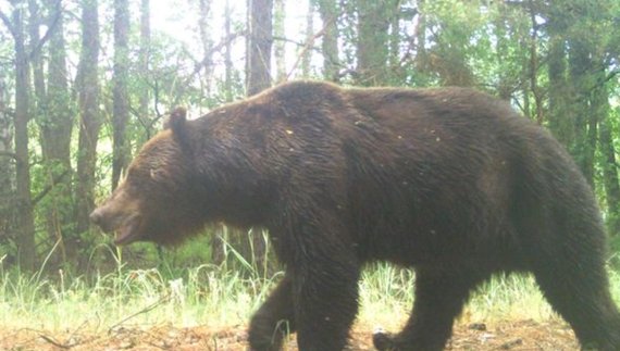 Ведмідь Чорнобильського заповідника