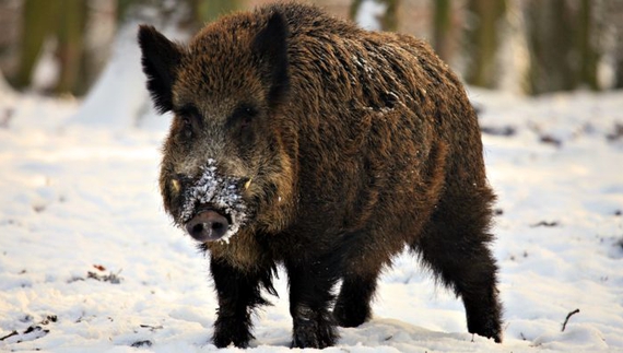 На Чернігівщині виявлено вірус африканської чуми свиней