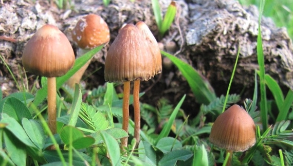 За «веселящі» грибочки, знайдені на Чернігівщині, — 34 тисячі гривень штрафу