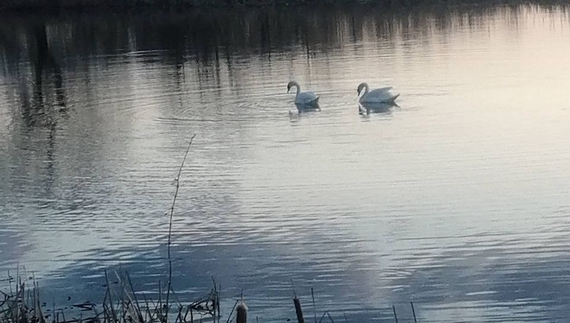 Лебеді повернулись на очисні ставки в Ніжині