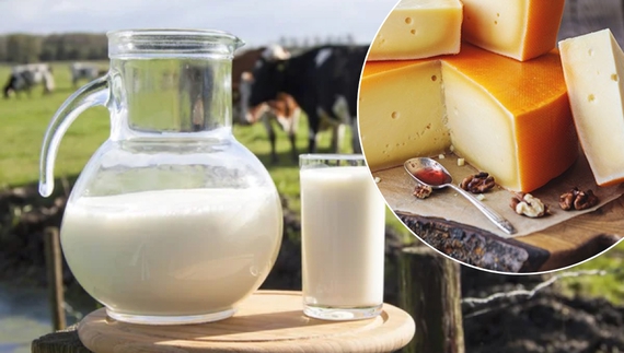 Доять 34 тонни молока за день: ферма на Чернігівщині експортує продукцію у сусідні області