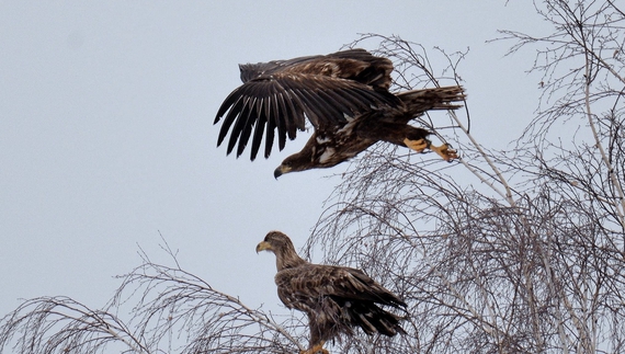 У Чорнобильському екозаповіднику помітили рідкісних беркута, пугача та навіть орланів