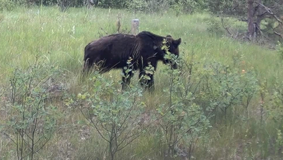 У лісах Чернігівщини звʼявились ведмеді: що робити, як зустріли тварину
