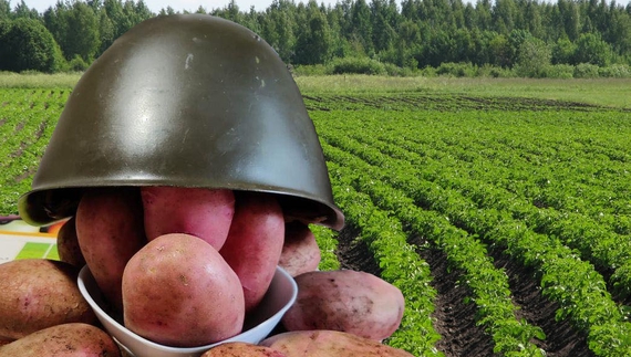 Чернігівщина бере врожайністю, а вітчизняні фермери у 2023-му можуть нагодувати картоплею Нідерланди