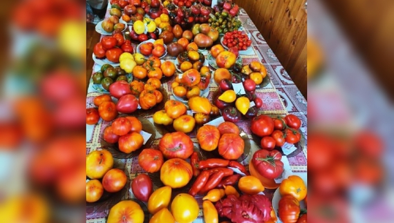 Майже 300 сортів томатів вирощує жінка з Чернігівщини