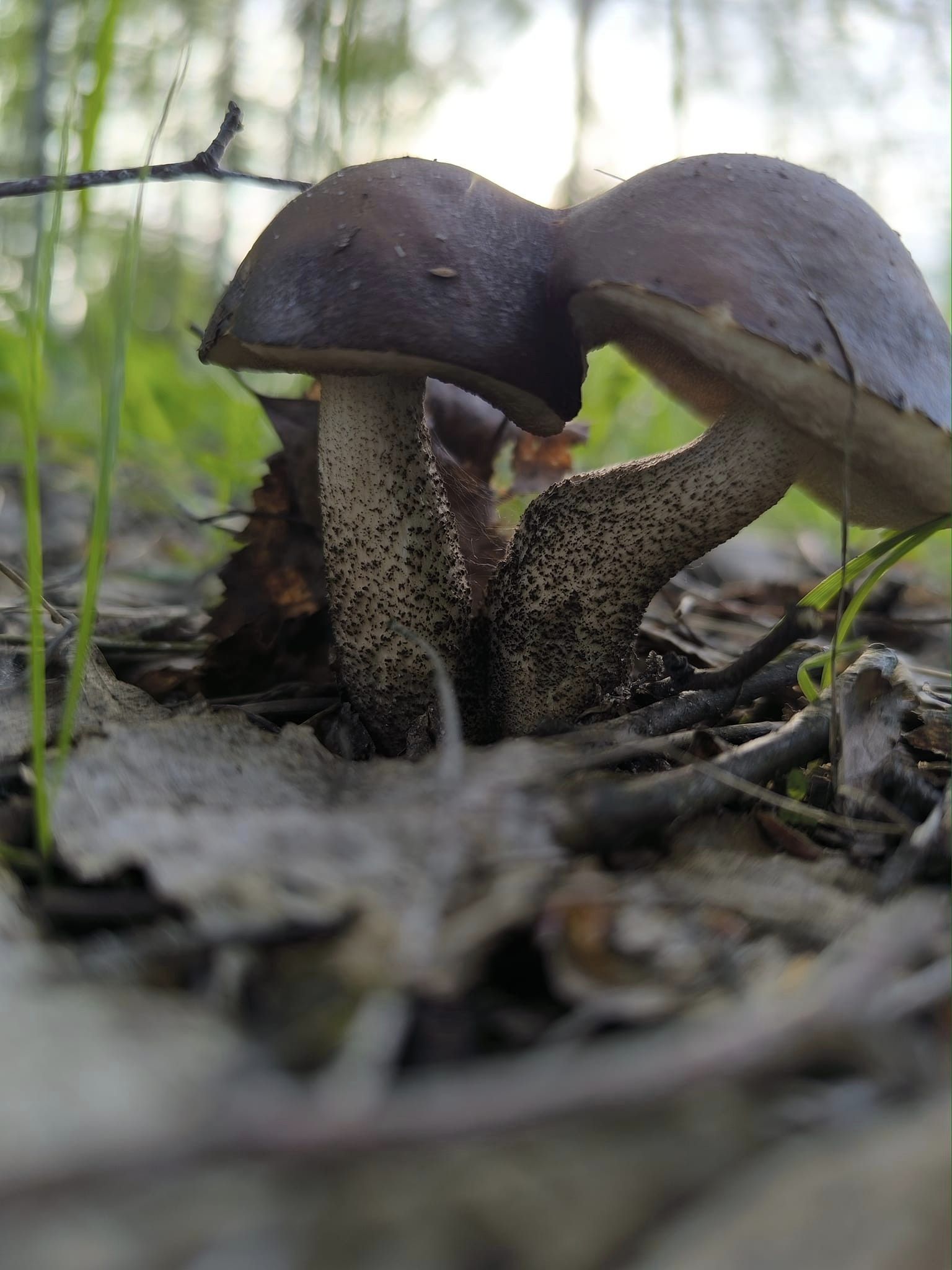 В лісах Чернігівщини – квітневе грибне асорті
