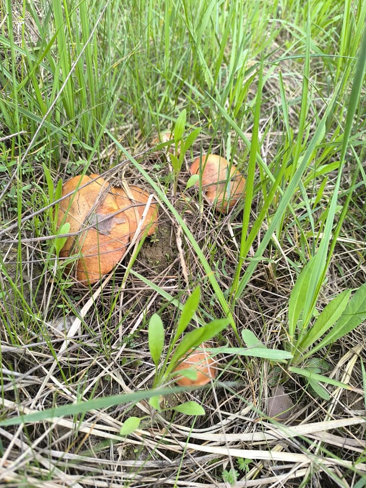 В лісах Чернігівщини – квітневе грибне асорті