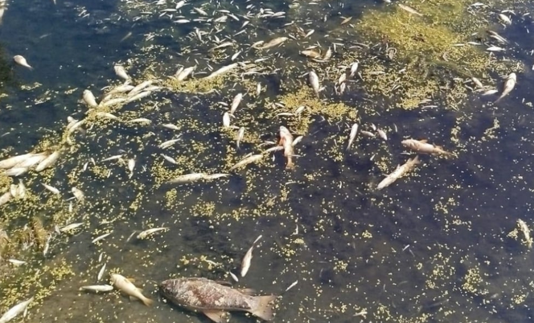 У громаді кажуть, що брудна вода із Сейму уже в Десні