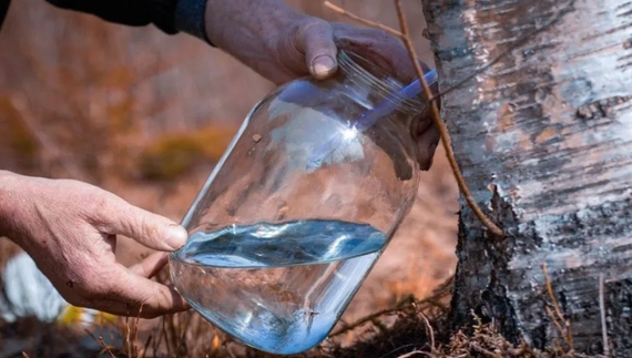 На Чернігівщині з березового соку роблять квас і шампанське