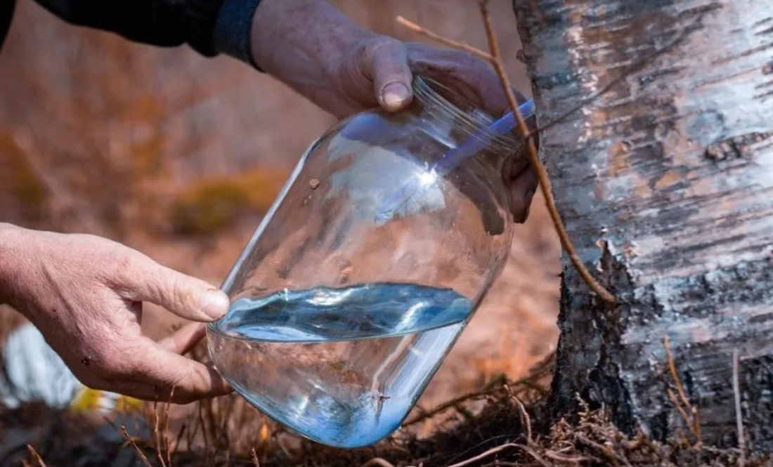 На Чернігівщині з березового соку роблять квас і шампанське