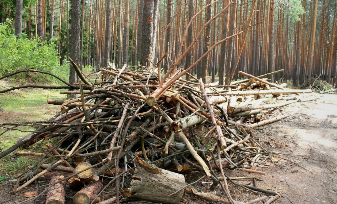 Жителі Чернігівщини можуть безкоштовно заготовити порубкові рештки?