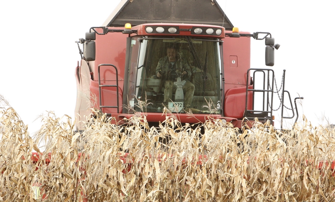 Майже 40% врожаю кукурудзи лишається в полях