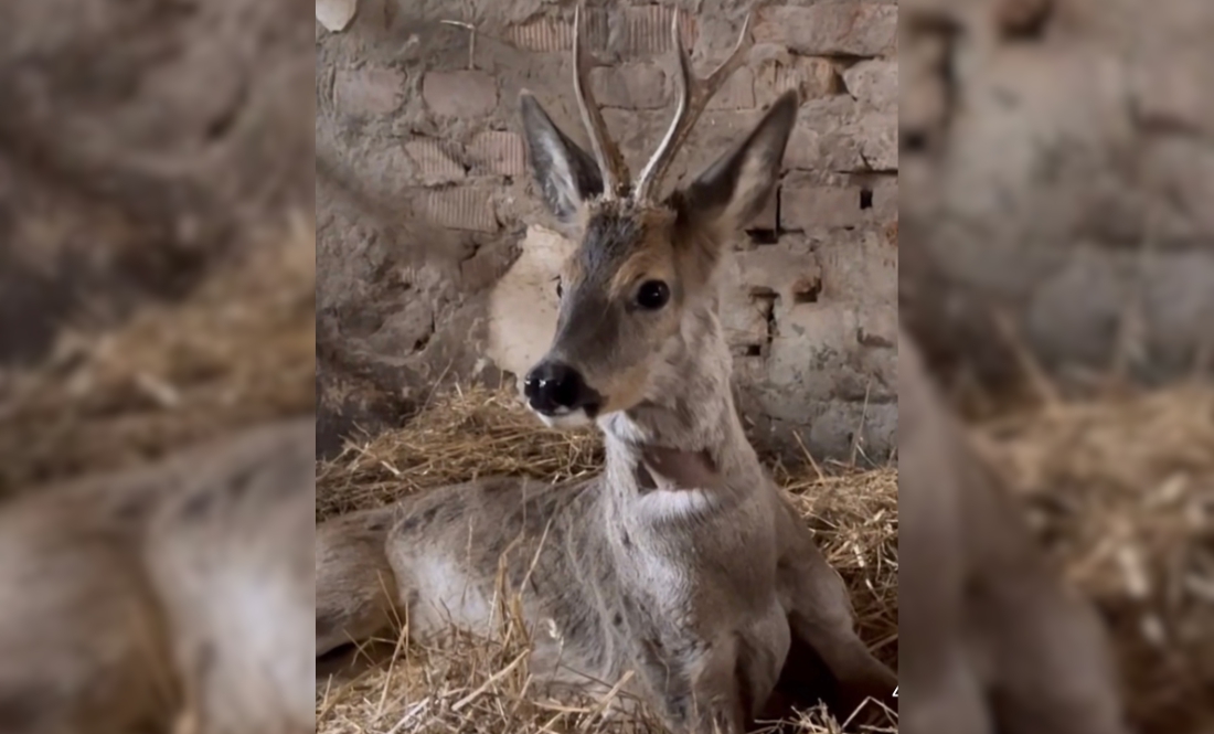 Родина чернігівців виходжує травмованого молодого оленя