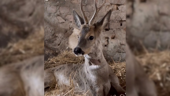 Родина чернігівців виходжує травмованого молодого оленя