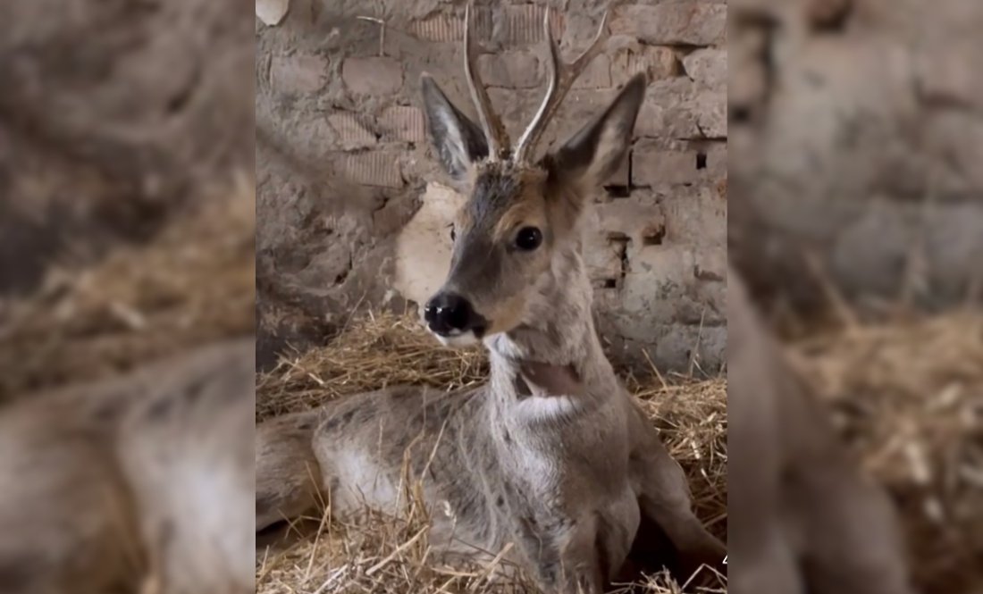 Родина чернігівців виходжує травмованого молодого оленя