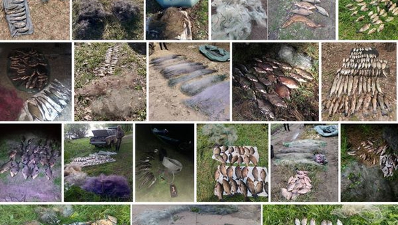На Чернігівщині браконьєри натягнули 77 км сіток і завдали збитків на 2,5 млн грн