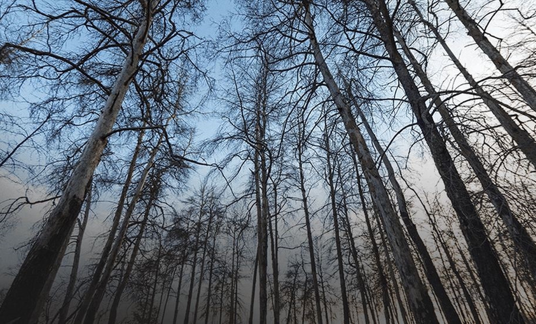 У білорусі знову відкрили для відвідування ліси на прикордонні з Чернігівщиною