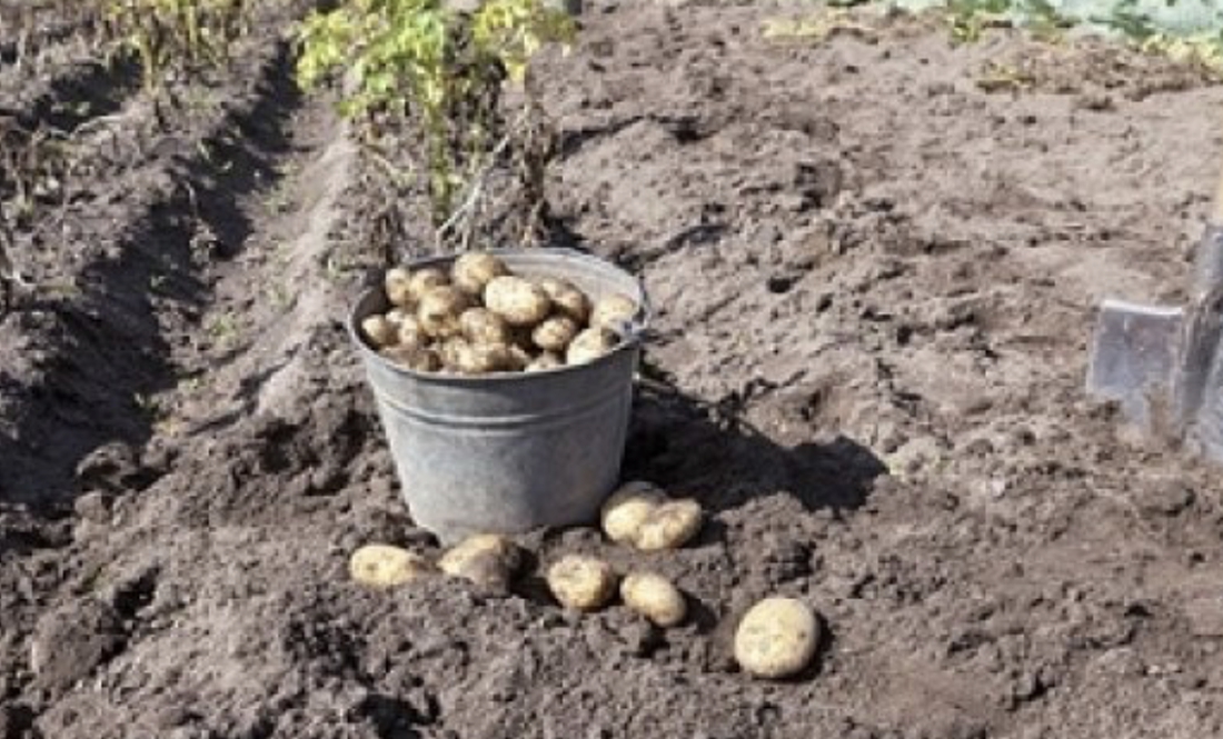 На Чернігівщині вродила картопля