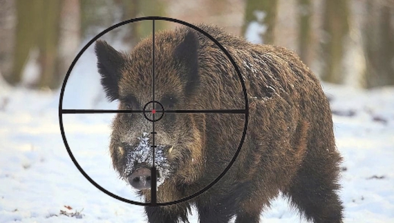 Єгер заявив про відстріл дикого кабана. У справі фігурує мисливська родина з прикордоння