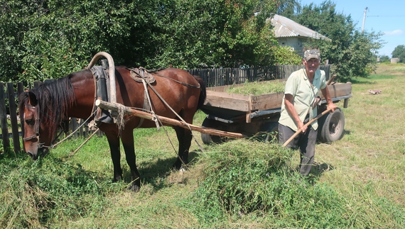 Рижик — другий кінь у селі. Возить траву собі і трьом коровам