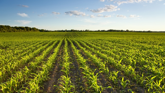 Через війну на Чернігівщині вперше за десятки років посіяли менше кукурудзи