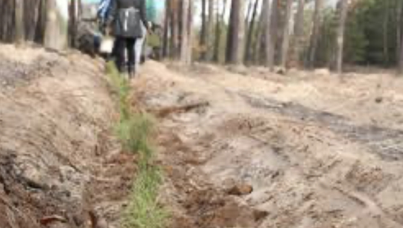 Лісники сосну садять, акацію травлять. І яблуні та горіх — для звірів