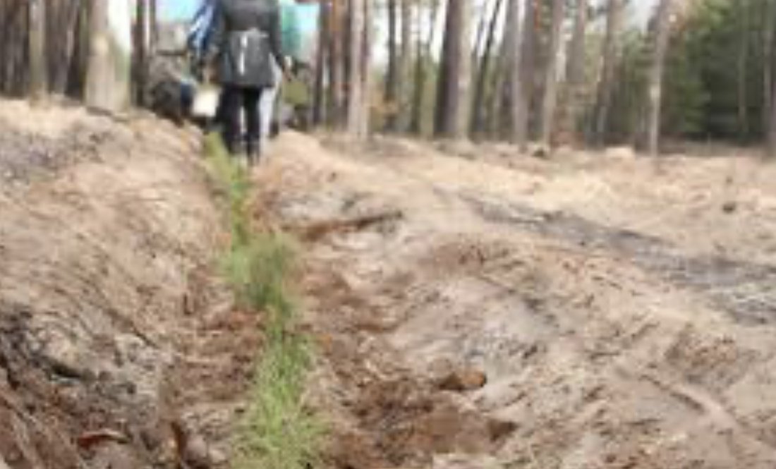 Лісники сосну садять, акацію травлять. І яблуні та горіх — для звірів