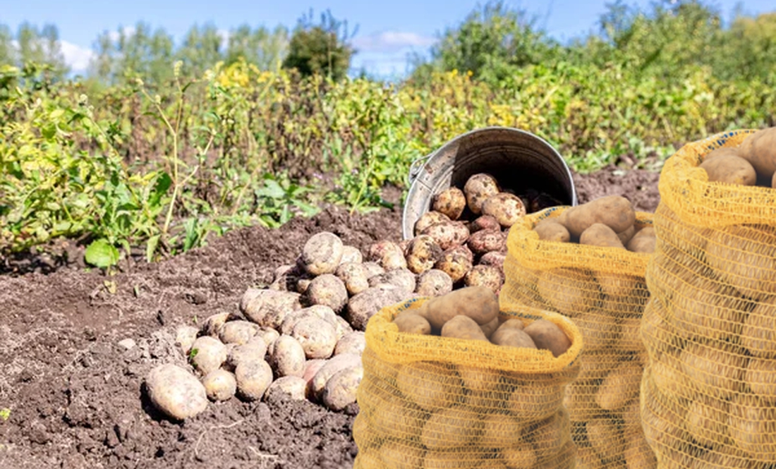 Хто перший продав, той і виграв: в яку ціну приймають картоплю на Чернігівщині