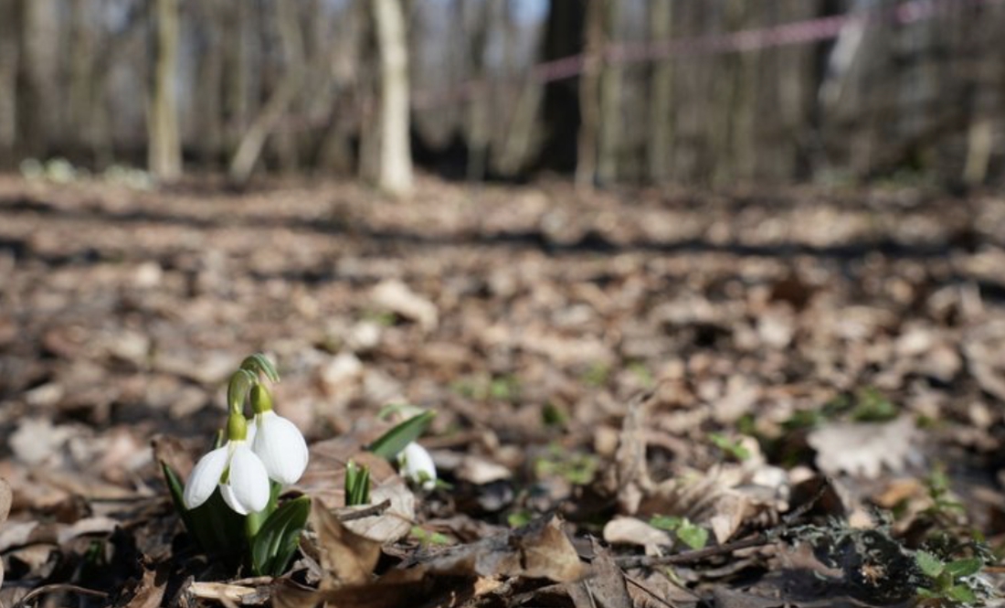 Шпаки прилетіли. У лісі цвітуть підсніжники