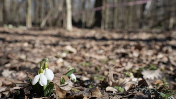 Шпаки прилетіли. У лісі цвітуть підсніжники