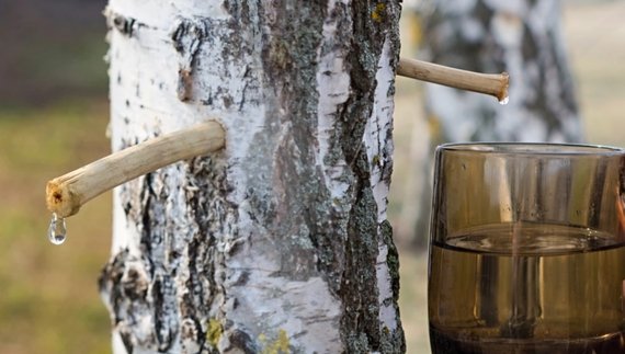 Березовий, кленовий і горіховий: секрети збору та зберігання соків