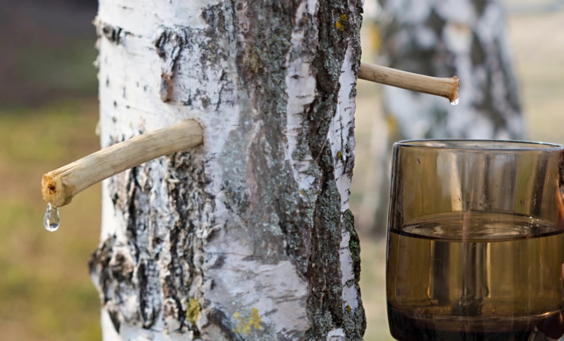 Березовий, кленовий і горіховий: секрети збору та зберігання соків