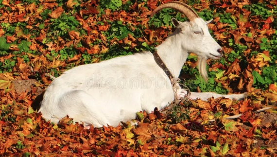 «Кожна була мені за подругу»: на Чернігівщині жителька громади віддає кіз