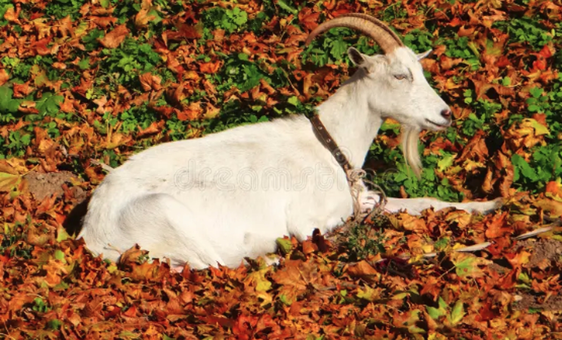 «Кожна була мені за подругу»: на Чернігівщині жителька громади віддає кіз