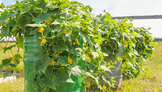 У місті на Чернігівщині замість квітів висадять огірки?