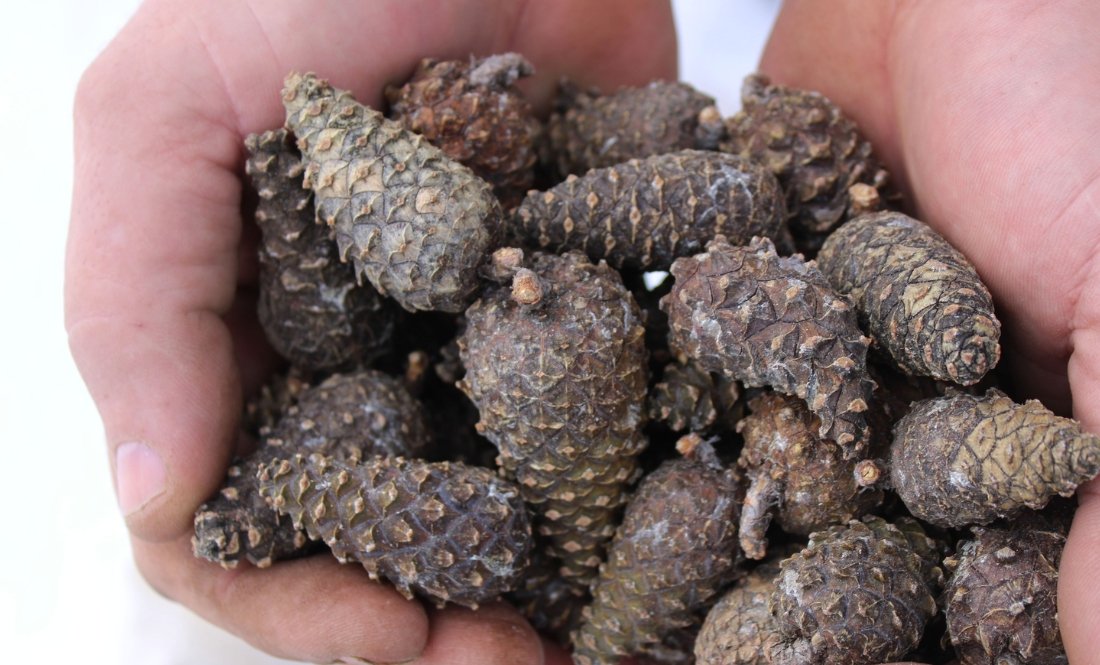 Шишки сушать на дровах: як на Чернігівщині добувають насіння для лісу