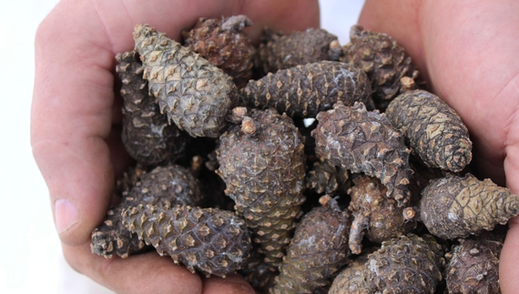 Шишки сушать на дровах: як на Чернігівщині добувають насіння для лісу