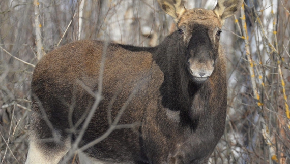 Поїли молоді сосни: як лісові тварини пережили зиму