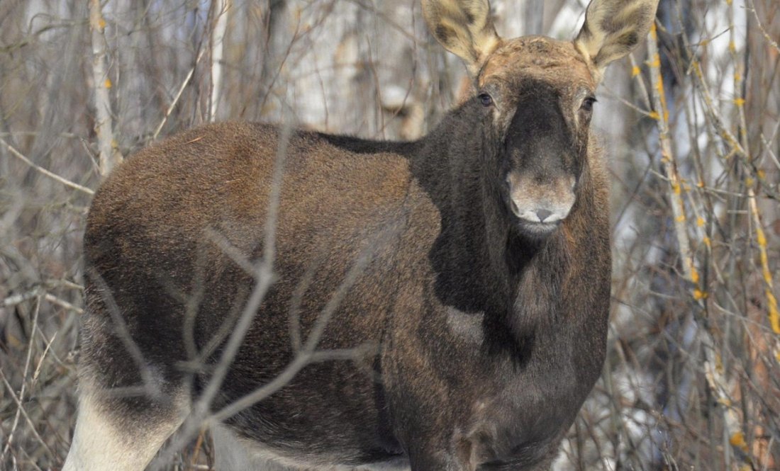 Поїли молоді сосни: як лісові тварини пережили зиму