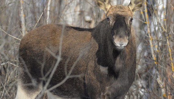 Поїли молоді сосни: як лісові тварини пережили зиму