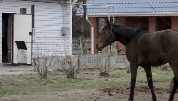 Як пережила війну ферма біля Чернігова: Ми ловили наляканих коней на мотоциклі