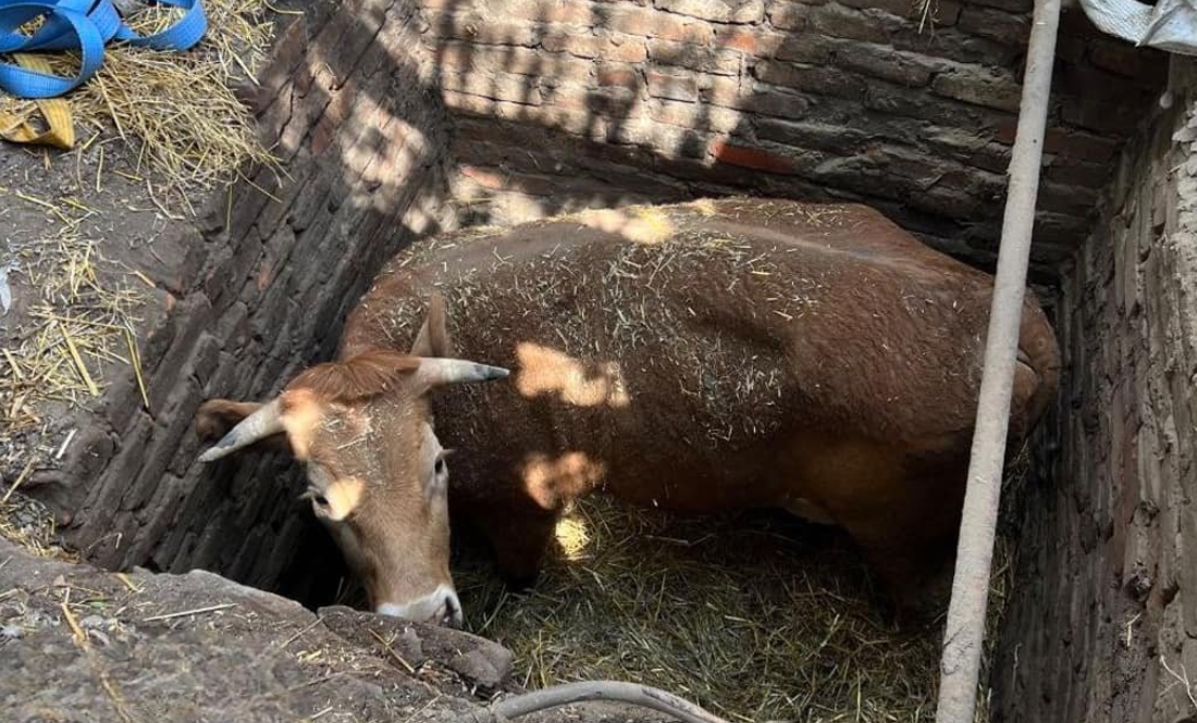 Корова з Прилуччини відійшла від переляку й ходить на пасовищ