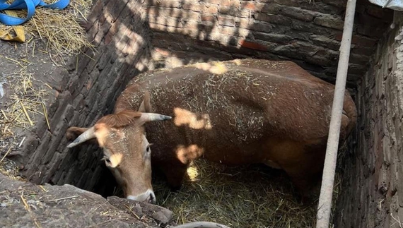 Корова з Прилуччини відійшла від переляку й ходить на пасовищ