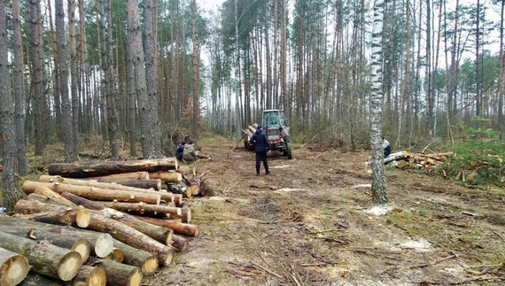Півтора мільйона збитків – на Чернігівщині зафіксовано незаконну вирубку лісу