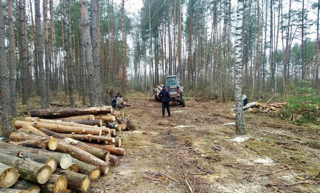 Півтора мільйона збитків – на Чернігівщині зафіксовано незаконну вирубку лісу