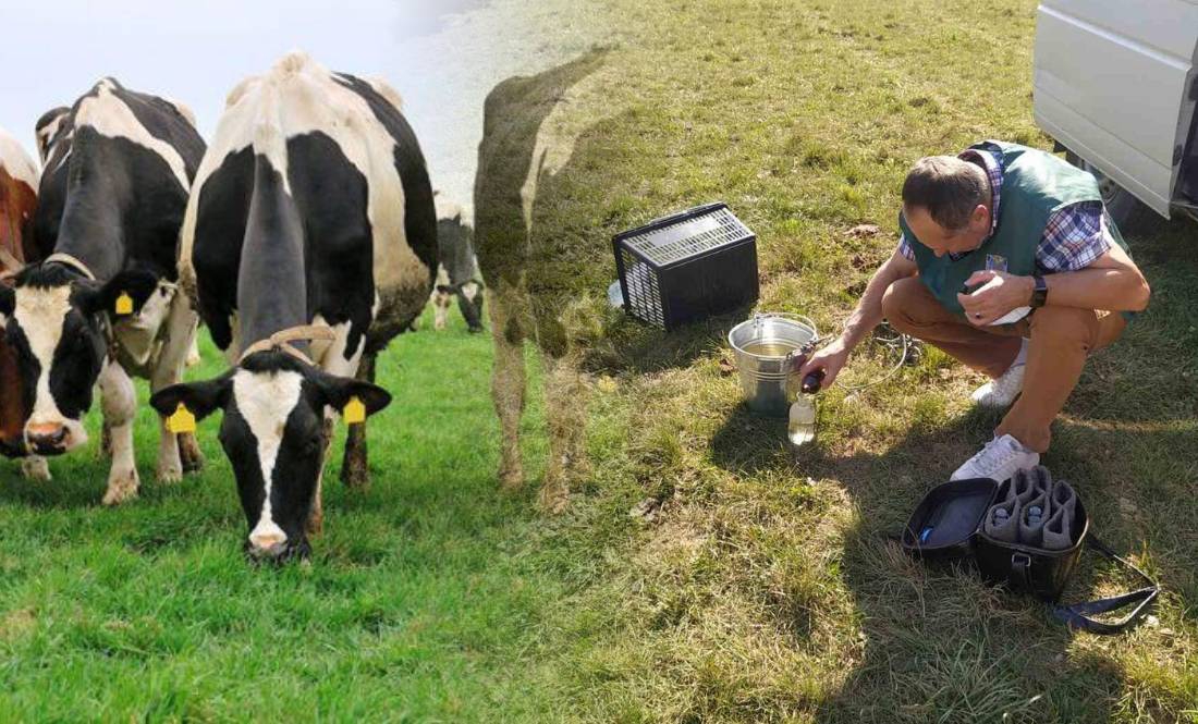 «Відчепіться від корів»: Держекоінспекцію області розкритикували в соцмережах