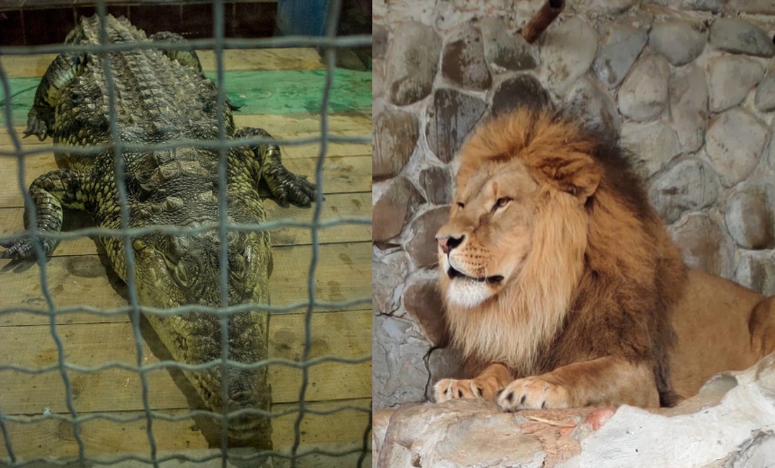 Чаус за лева, Примаков за крокодила: як допомогти тваринам менського зоопарку у війну